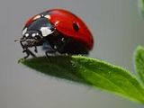 Ladybug.jpg image by dwornica80
