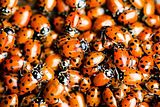 Ladybug.jpg image by gabo72
