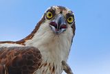 osprey.jpg image by elbertgreer